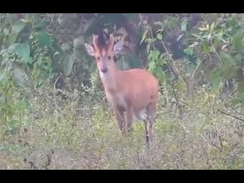 Tiger Country Live - Safari 2, Khatia Buffer - Kanha Tiger Reserve