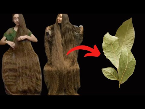 Hair Growth Oil: I Apply Oil On Hair Daily  To Get Thicker Hair In Less Than 30 Days 🤫 Long Hair