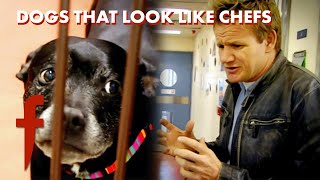 Dogs as Judges: Gordon's Hunt for Chef-Lookalikes 🐶👨‍🍳 | The F Word