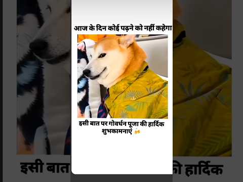 गोवर्धन पूजा की शुभकामनाएं 🥳#funny #memes #dog #funnymemes #comedy #official #pets #monkey #trending