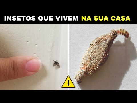 10 INSETOS Curiosos Que Vivem na Sua CASA Que Podem ser PERIGOSOS ou INOFENSIVOS!