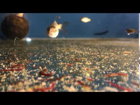 Koi fry 1 month - eating bloodworm