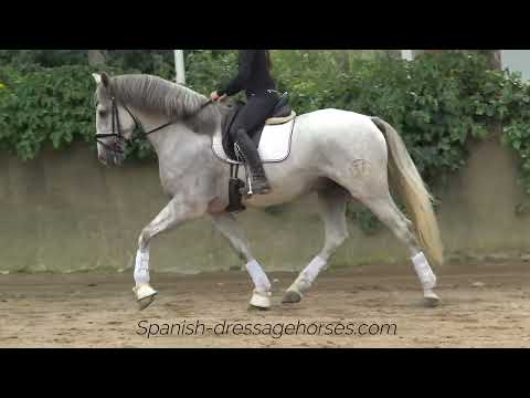 Quality PRE stallion for upper dressage