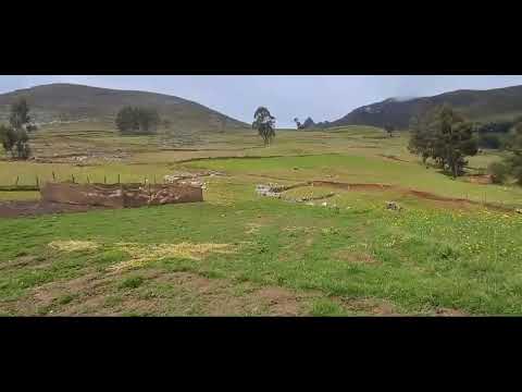Accha. Ubicado en Antonio Raymondi, Ancash - Perú