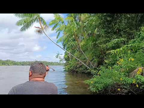 RIO MOJU DE GURUPÁ E SUA BELEZA ÚNICA (4K)