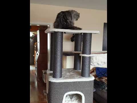 TRIXIE  Kratzbaum  XXL Humberto.