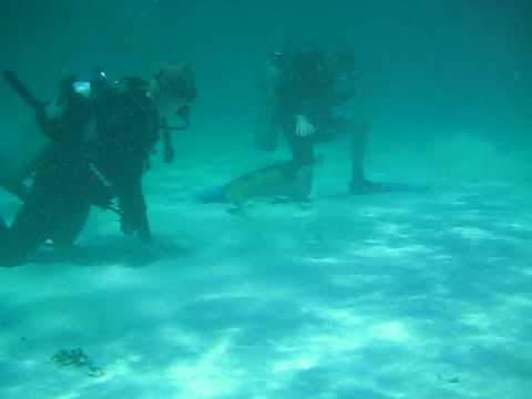 Moray eel attack!!!!