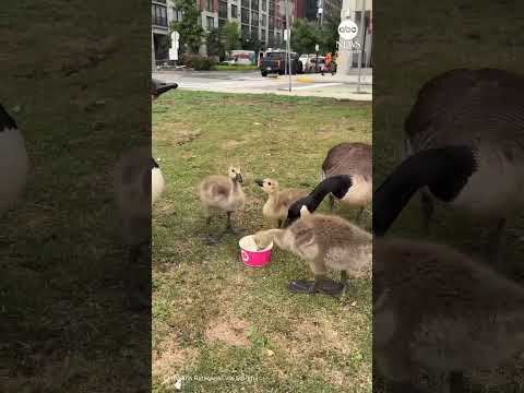 Thirsty goose shares moment with woman in New Jersey