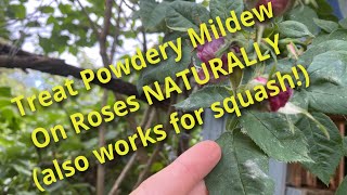 How to Treat Roses for Powdery Mildew WITHOUT Fungicides