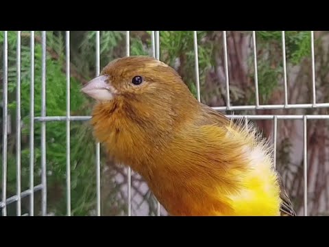 First Canary Singing after Molting period - live  Serinus canaria