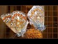 "Gil Ventura Hitballads on Saxophone - Butterfly ...