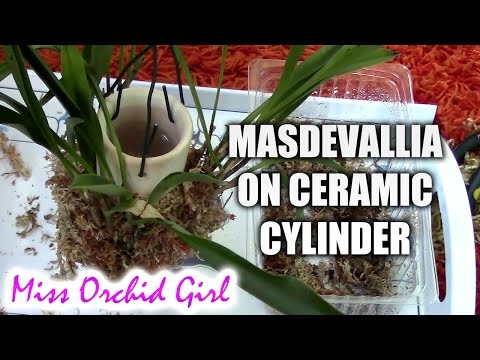 , title : 'Mounting Masdevallia orchid on ceramic cylinder'