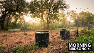 Waiting for the Cows in the Woods | 1 Hour of Morning Bird Sounds on a Texas Farm 🐦🌿