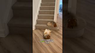 It’s a Pomeranian thing? #pomeranian #dogs #dogshorts #doglife #pets