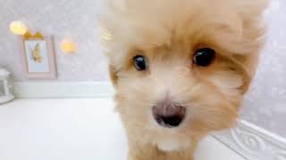 ハーフ犬の動画01