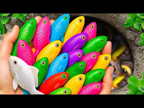 Catch beautiful aquarium fish in small pond baby turtles, molly fish, rat fish, blu guppies, spider.