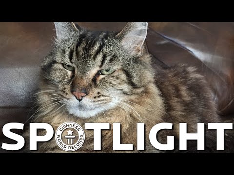 Corduroy is crowned the oldest living cat - Spotlight