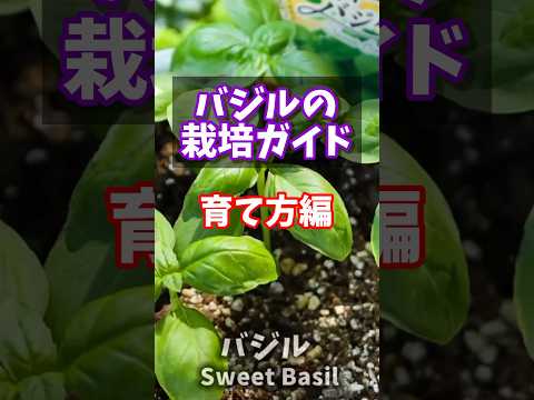 園芸 コモンセイボリー、ガーデンセイボリー、ペーブルダイ
