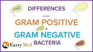 Differences Between Gram Positive and Gram Negative Bacteria