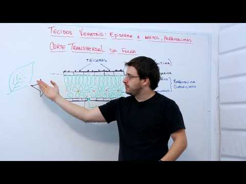 Tecidos vegetais  epiderme e anexos, parênquimas   corte transversal da folha