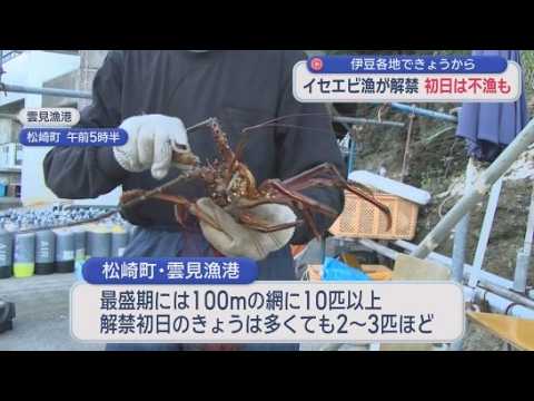 YouTube Video 伊勢エビ漁が解禁　雲見漁港は不漁でさびしい解禁日に　静岡・松崎町