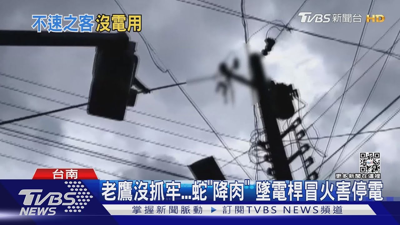 夏季蛇出沒!老鷹沒抓牢蛇「降肉」 墜電桿冒害停電
