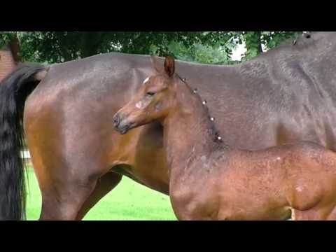 Hf v Diarados Boy x Come on x Caretano Z 2016