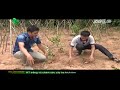Kỹ thuật trồng cây ba kích tím