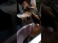 Hello Bathing My Cats Vlog