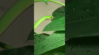水を飲むラフグリーンスネーク 〜 rough green snake drink water