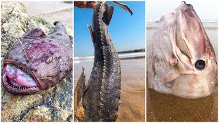Catching Seafood ๐ฆ๐ ASMR Relaxing (Catch Shark , Catch Fish ,Deep Sea Monster ) #448