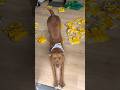 Euegene received a Package from Pedigree Dog Food