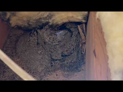 Yellow Jackets Found in the Attic in Port Reading, NJ