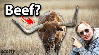 What's the Beef with Chris and Headlight Restoration Explained