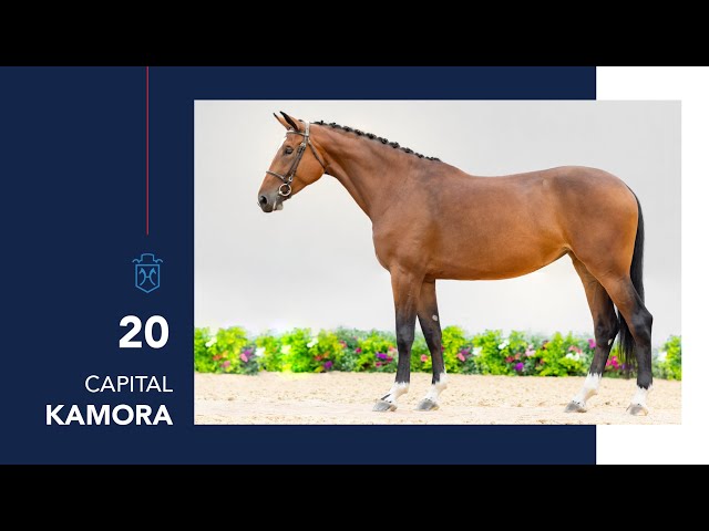 Out Of Capital A Star mare - Capital Kamora