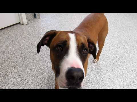 Fuego, an adopted Boxer & Hound Mix in Hood River, OR_image-1