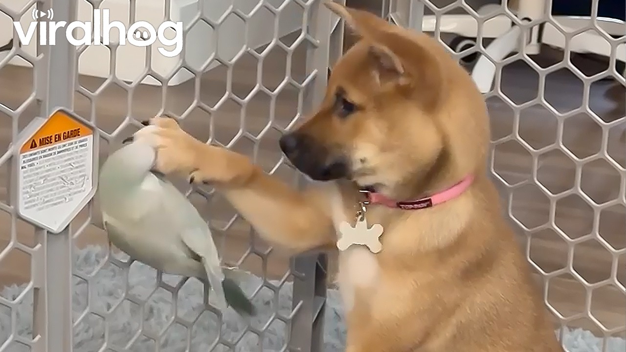 Shiba Inu puppy pets his Quaker Parrot Friend || ViralHog