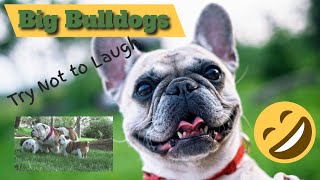 Big Bulldogs