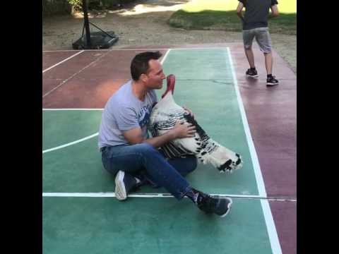 Dog Wants The Hugs Turkey Gets 0 Dog Wants The Hugs Turkey Gets