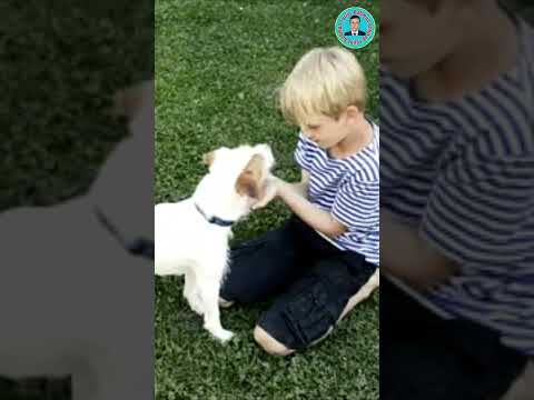 Happy blond boy playing with Jack Russell Terrier pet dog on the lawn   #shorts