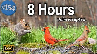 Uninterrupted Cat TV 😻8 Hours of Birds 🐦Squirrels 🐿 No Ads Pet TV for Cats