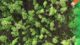 Canme impulsa que la Obra Social Provincia cubra el cannabis medicinal