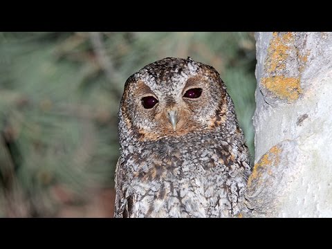 Myšiarka flammeolus — Flammulated Owl