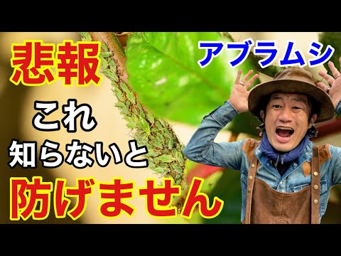 キャベツのアブラムシのカバーの後ろの葉が天然の殺虫剤を攻撃する