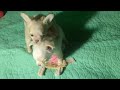 Chihuahua dogs for sale: Lisa Marie LC Apple Head  Videos  - Video 1