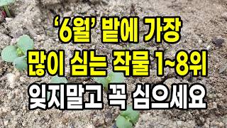 6월 밭에 가장 많이 심는 작물 1위 ~ 8위 꼭 심어 보세요