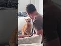 Cats Vs Humans Funny Catvideos Catshorts Cat