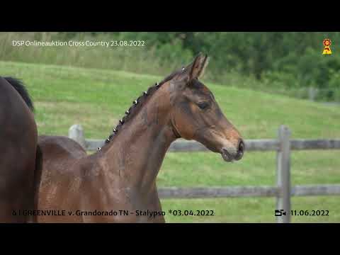 6 Grandorado - Stalypso