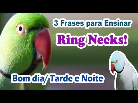3 Frases para ensinar ring neck a falar - treinamento de ring neck - ensine o ring neck a falar!