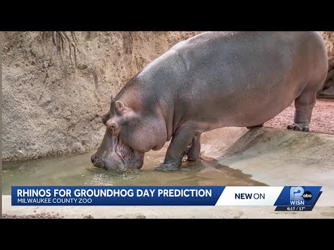 Rhinos for Groundhog Day Prediction - YouTube